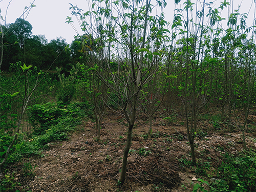 華仲8號4年苗（價格面議）